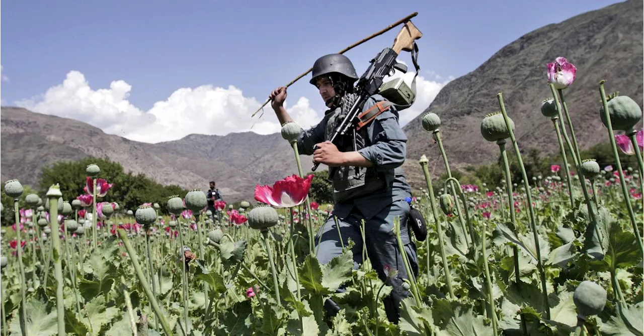 Taliban poppy ban costing Afghan farmers $1.5 billion