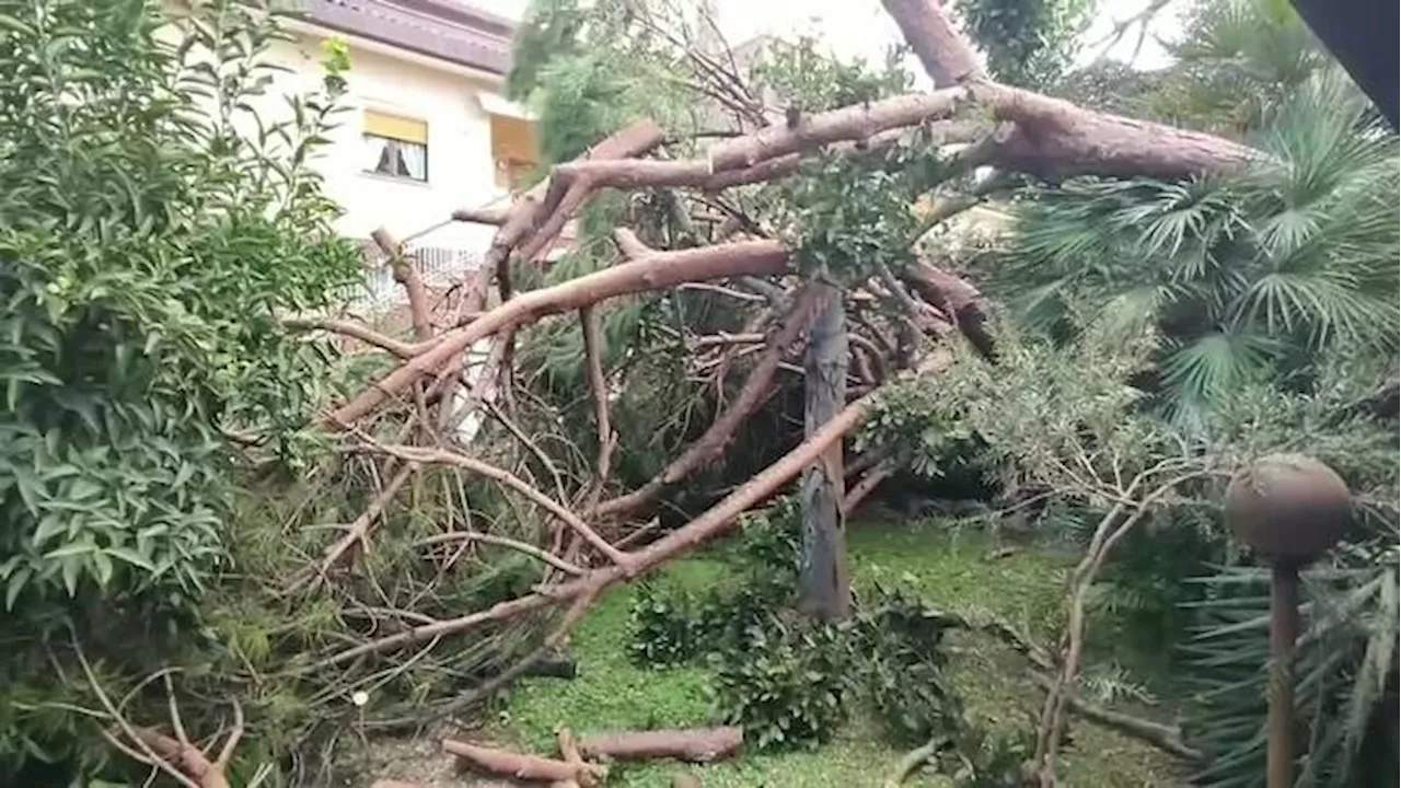 Tromba d'aria a Fregene, alberi caduti e danni