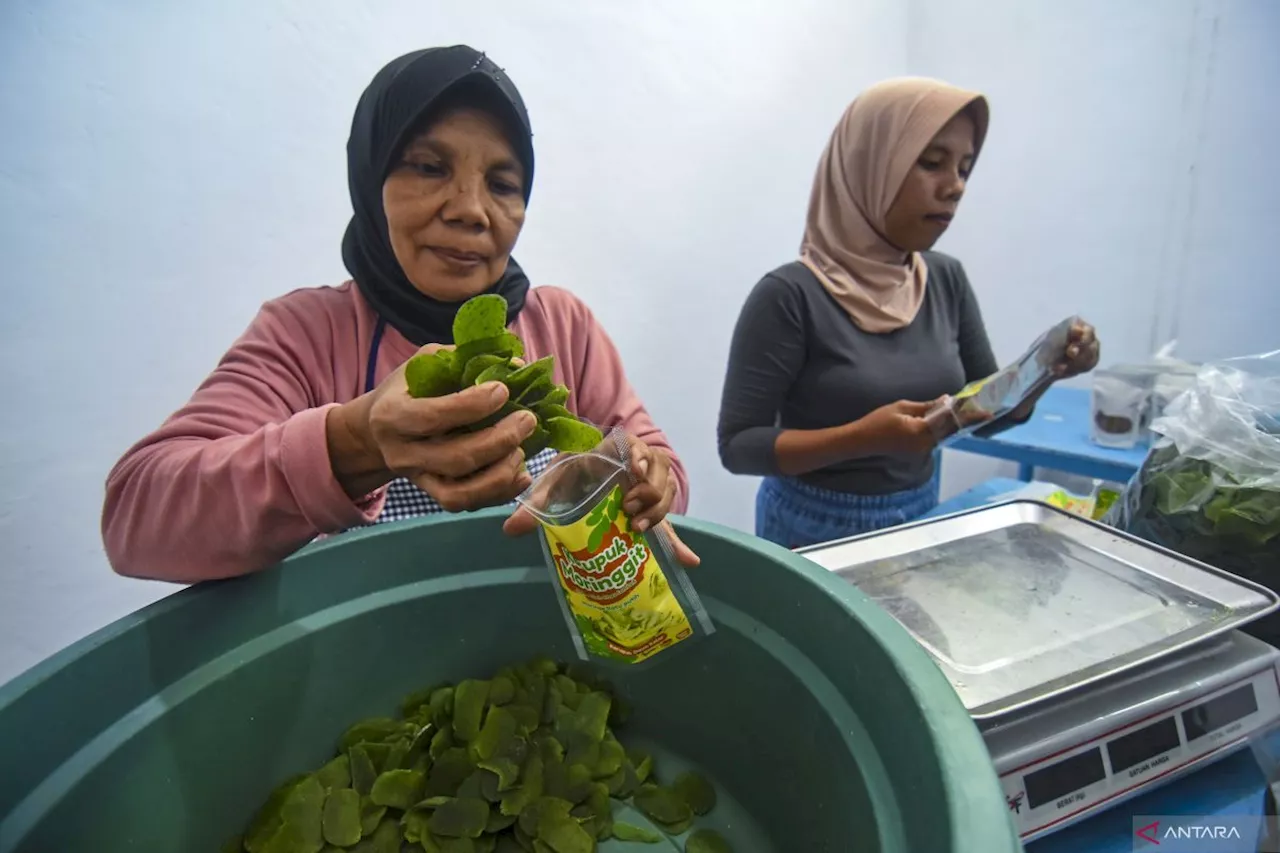 Besarnya nilai ekonomi dan kesehatan pada daun kelor