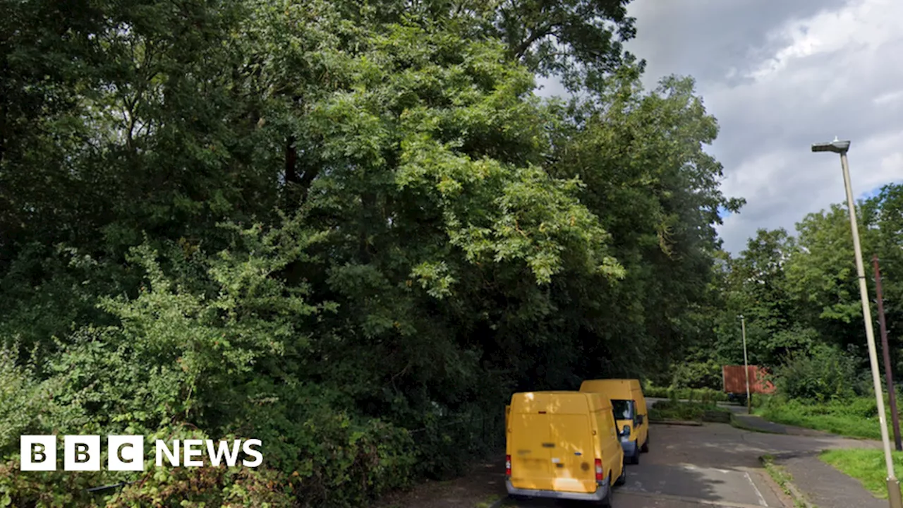 Leicester: Infected trees to be felled over risk to public