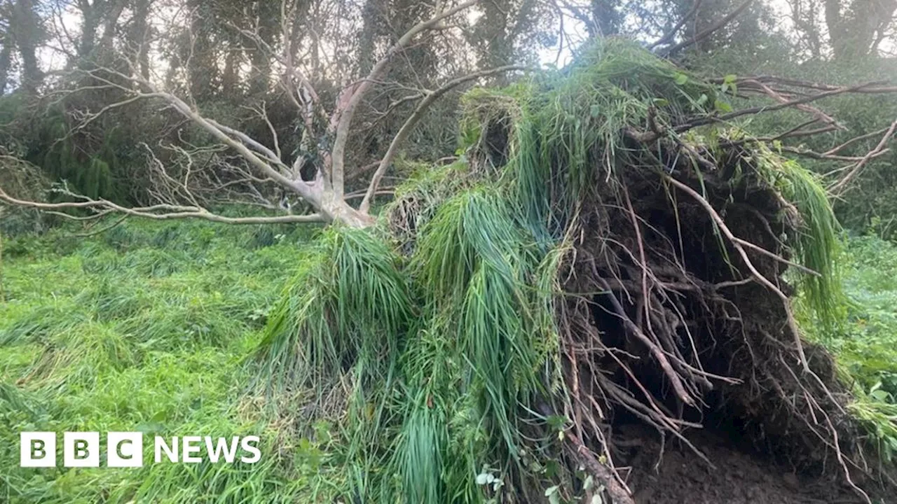 Storm Ciarán: Reservoirs stay closed after storm uproots trees