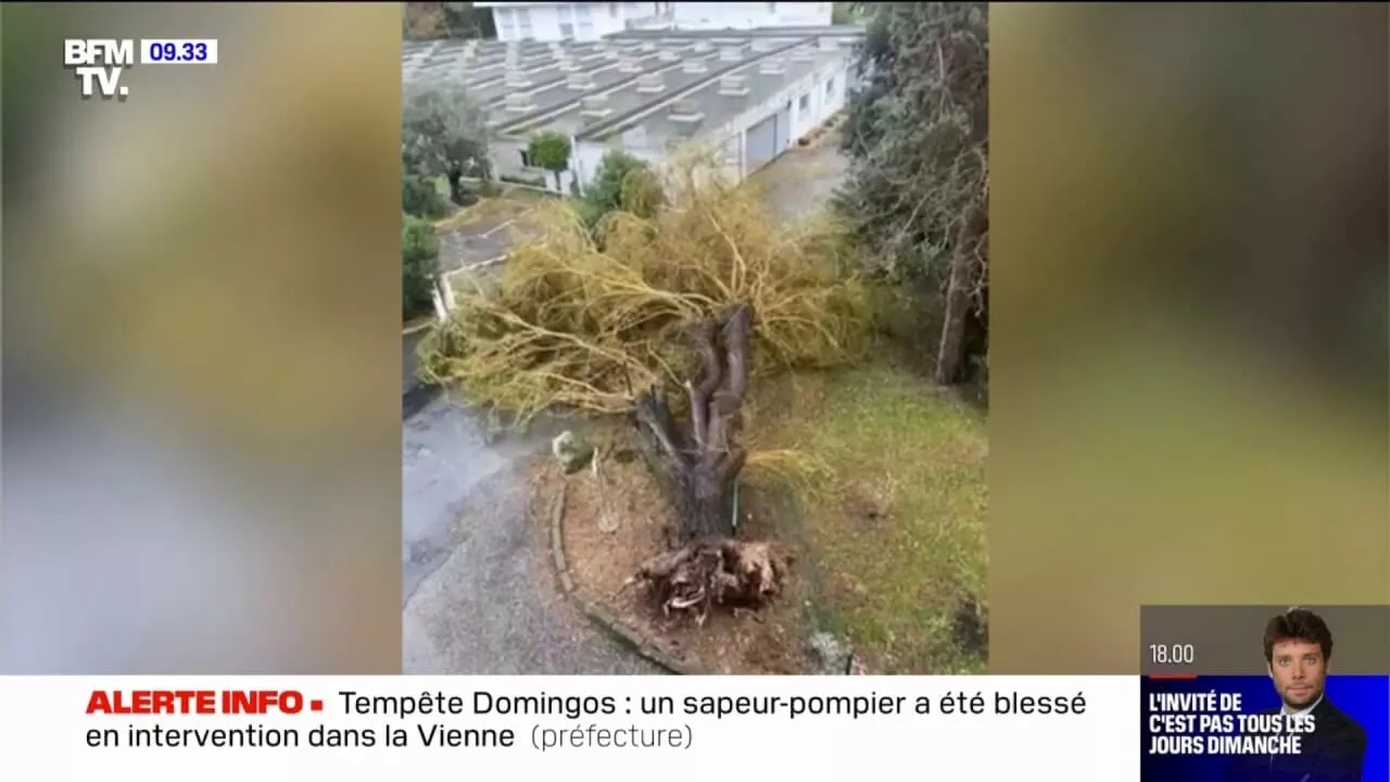 À La Rochelle, cet immense arbre a été totalement déraciné par la tempête Domingos