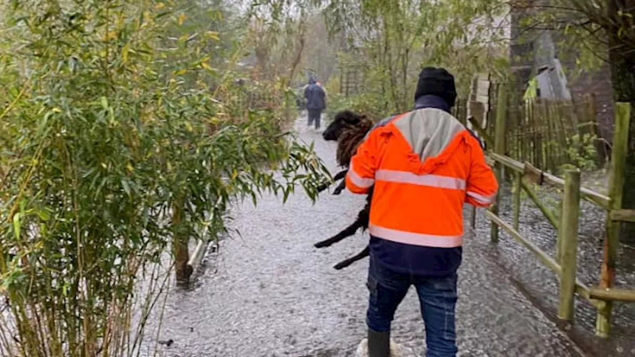 Pas-de-Calais: le parc pédagogique Nature du Marais inondé, les animaux évacués