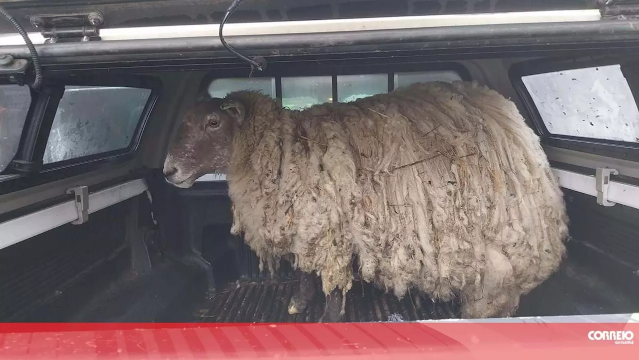 Ovelha 'mais solitária da Grã-Bretanha' resgatada de penhasco em zona costeira remota