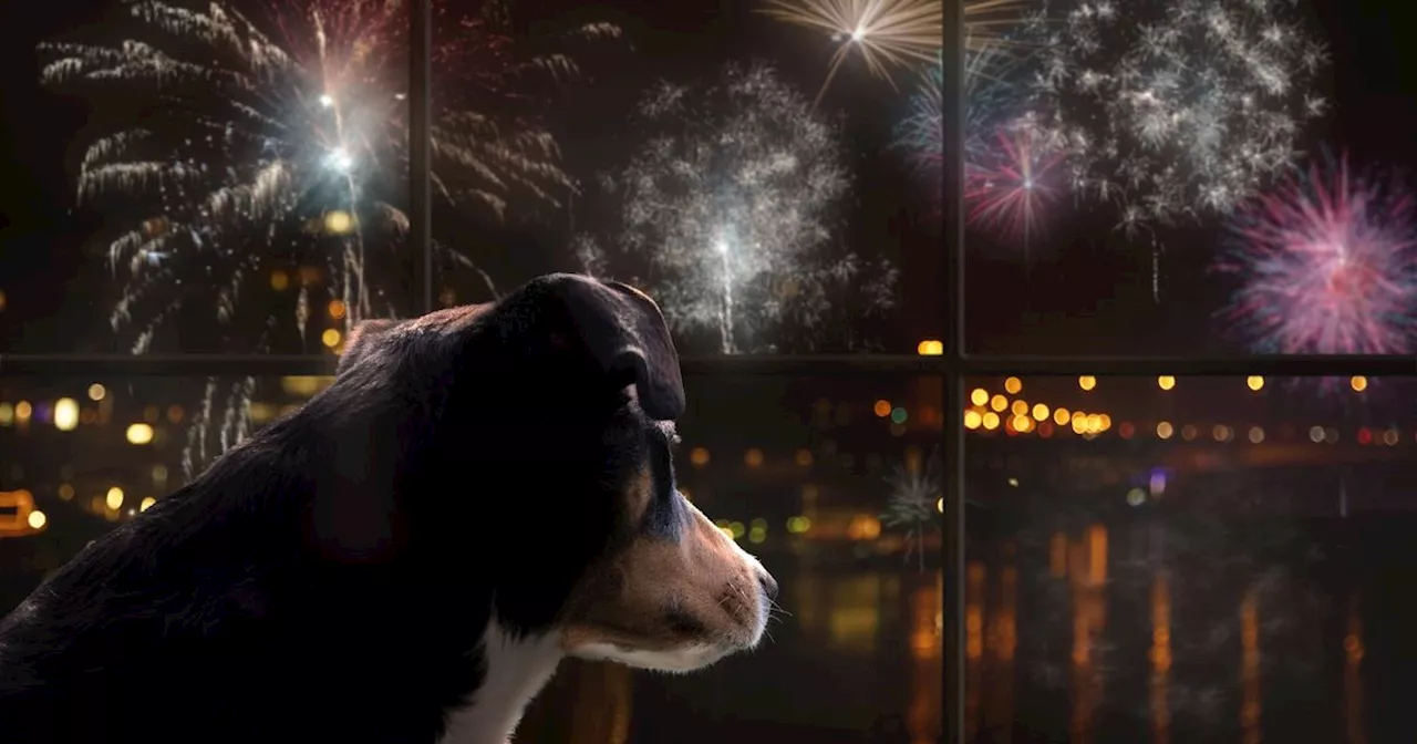 Vet's expert Bonfire Night tip uses spaghetti trick to help dogs keep calm