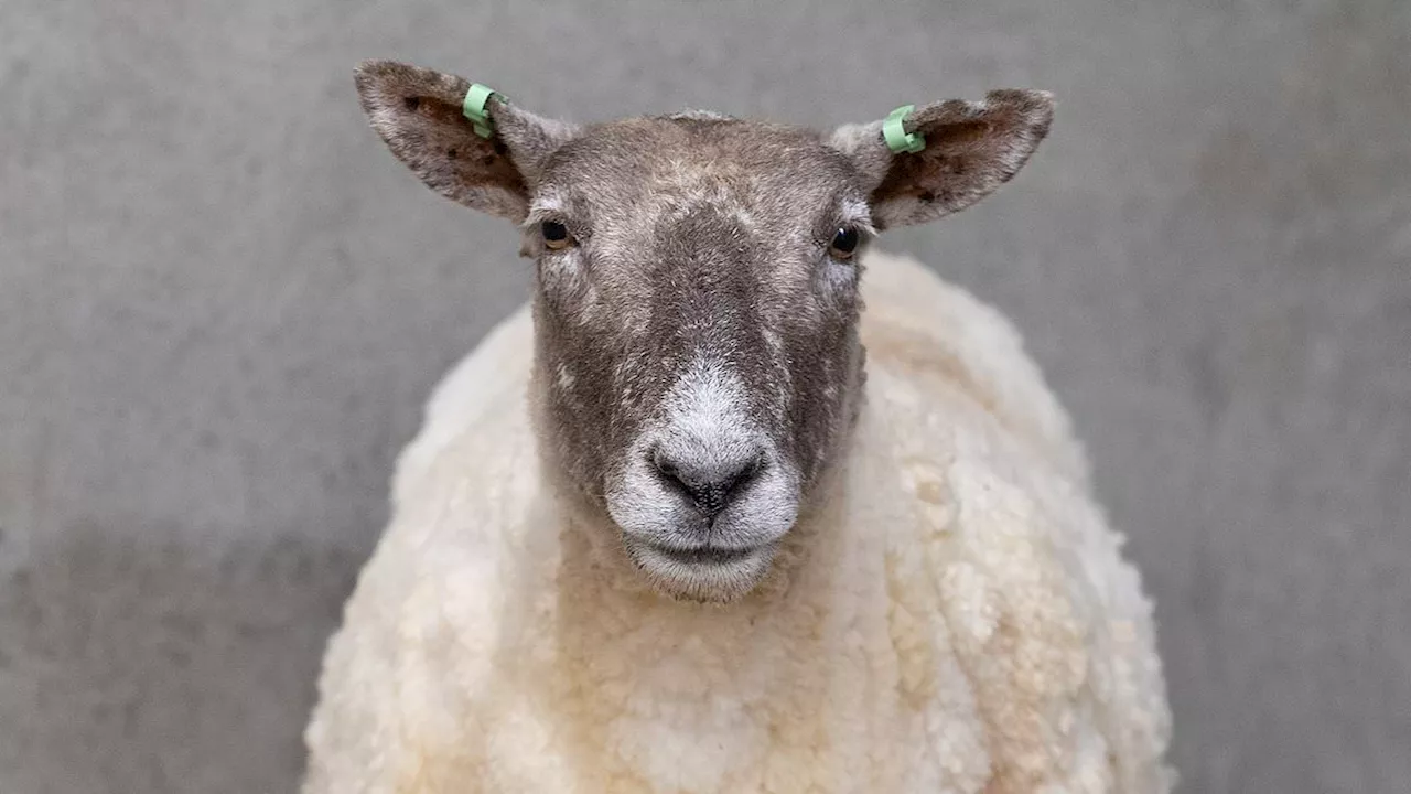 Looking trim, Fiona! Britain's loneliest sheep is sheared by volunteers who launched daring mission...