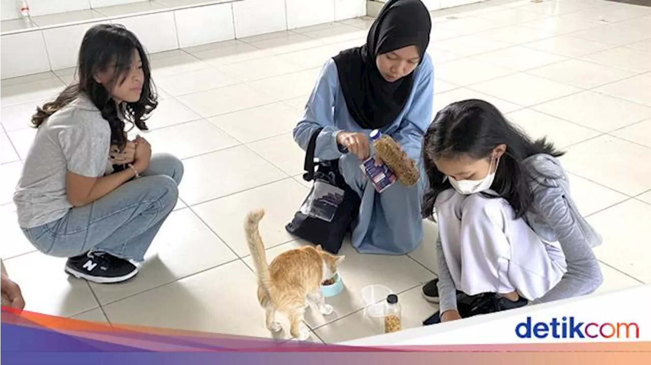 Kucing Merespons Saat Dipanggil 'Puss..Puss..', Ternyata Ini Alasannya