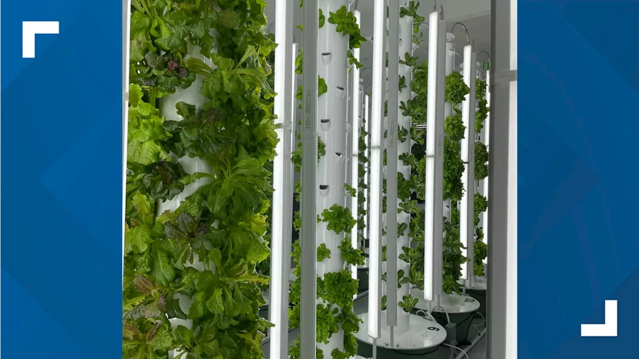 'The future of farming': Aeroponic farm in Five Points offers fresh options with zero-waste