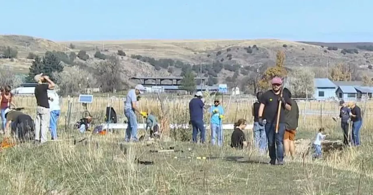 Volunteers work to restore site of infamous Bear River Massacre