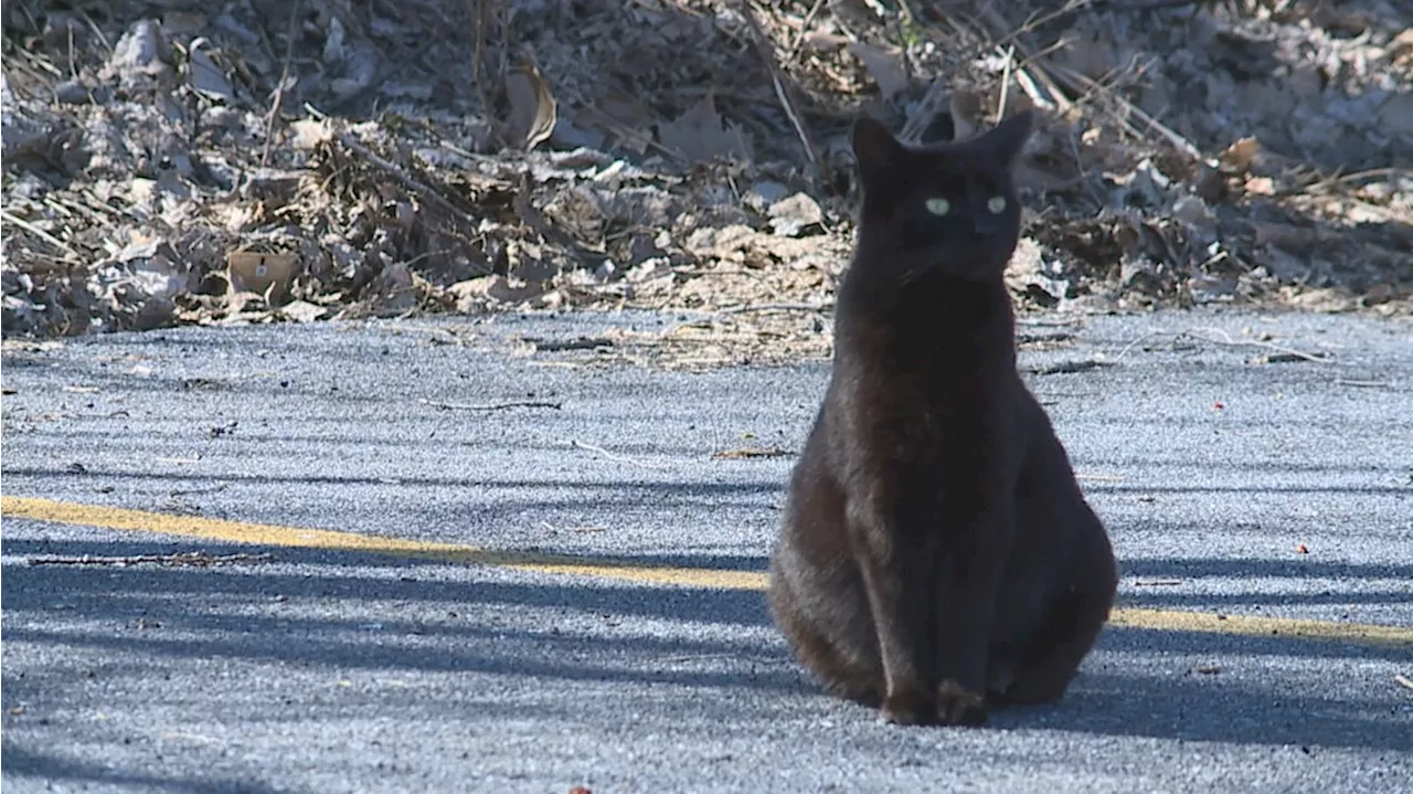 Officials in Adams County confirm rabies case