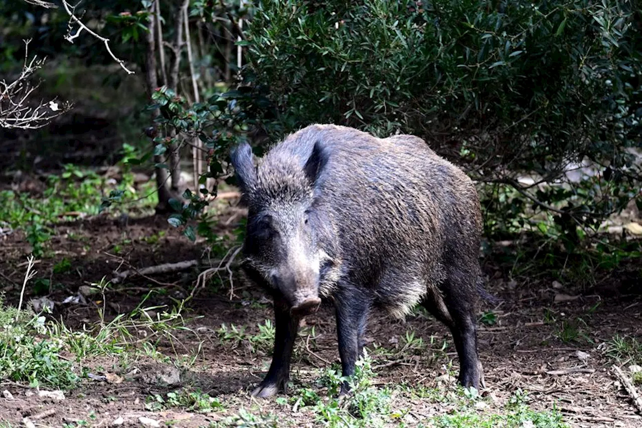 Chasse : un octogénaire grièvement blessé par un sanglier lors d'une battue