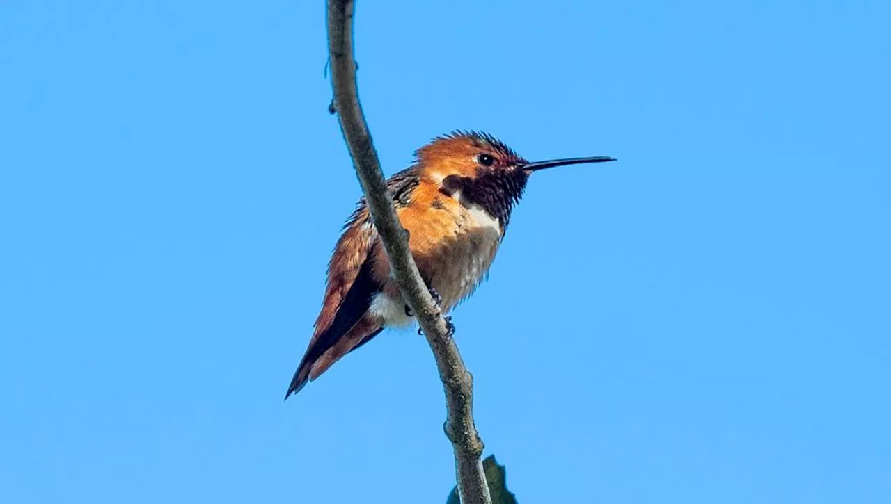 Aux États-unis, on change les noms d’oiseaux qui dérangent