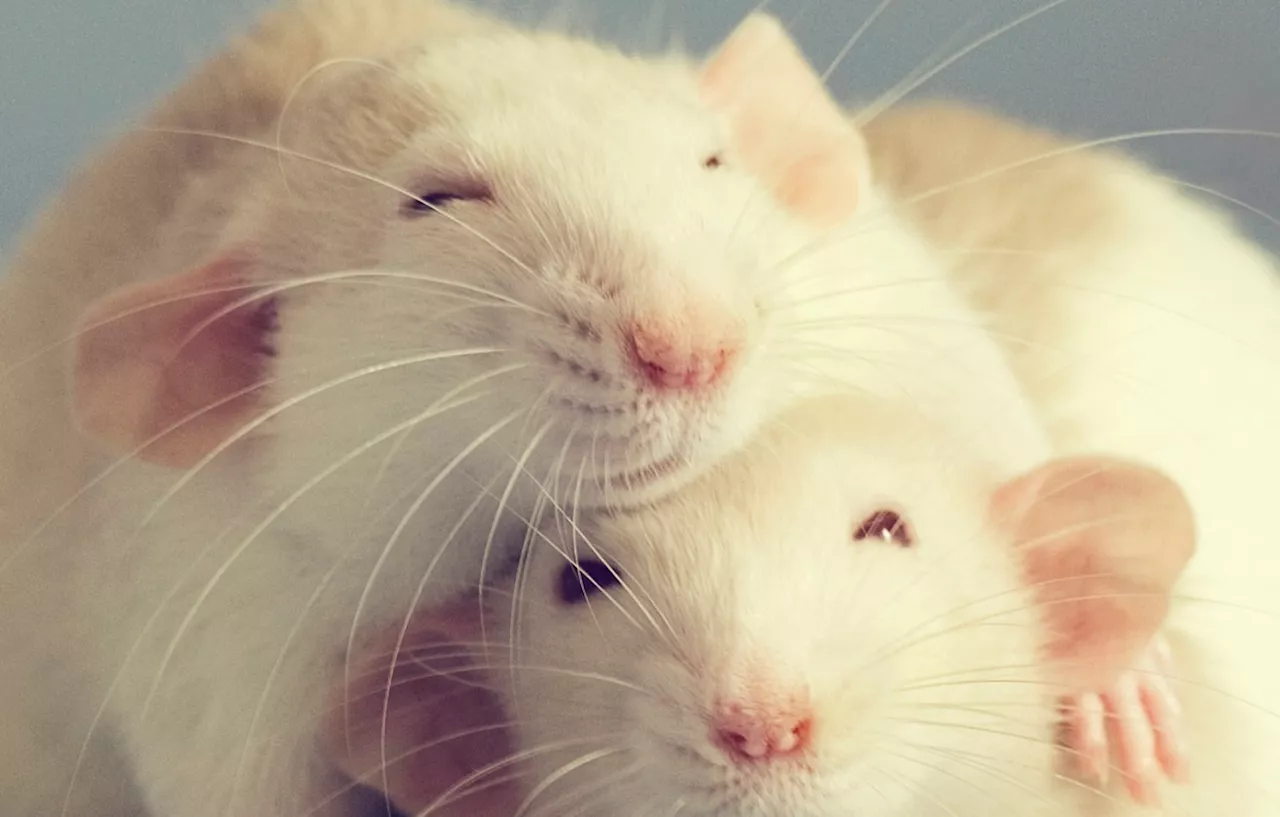 Scientists Claim New Pig Blood Compound Reverses Biological Age of Rats