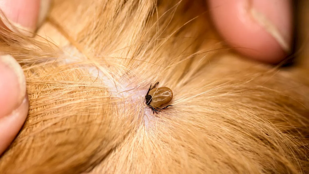 A blood-hungry tick is invading Ohio leaving cows dead in its wake