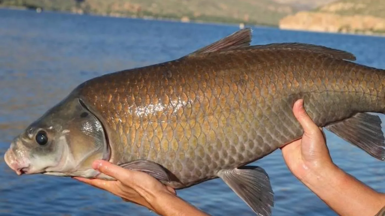 Arizona desert's long-lived fish species amaze scientists