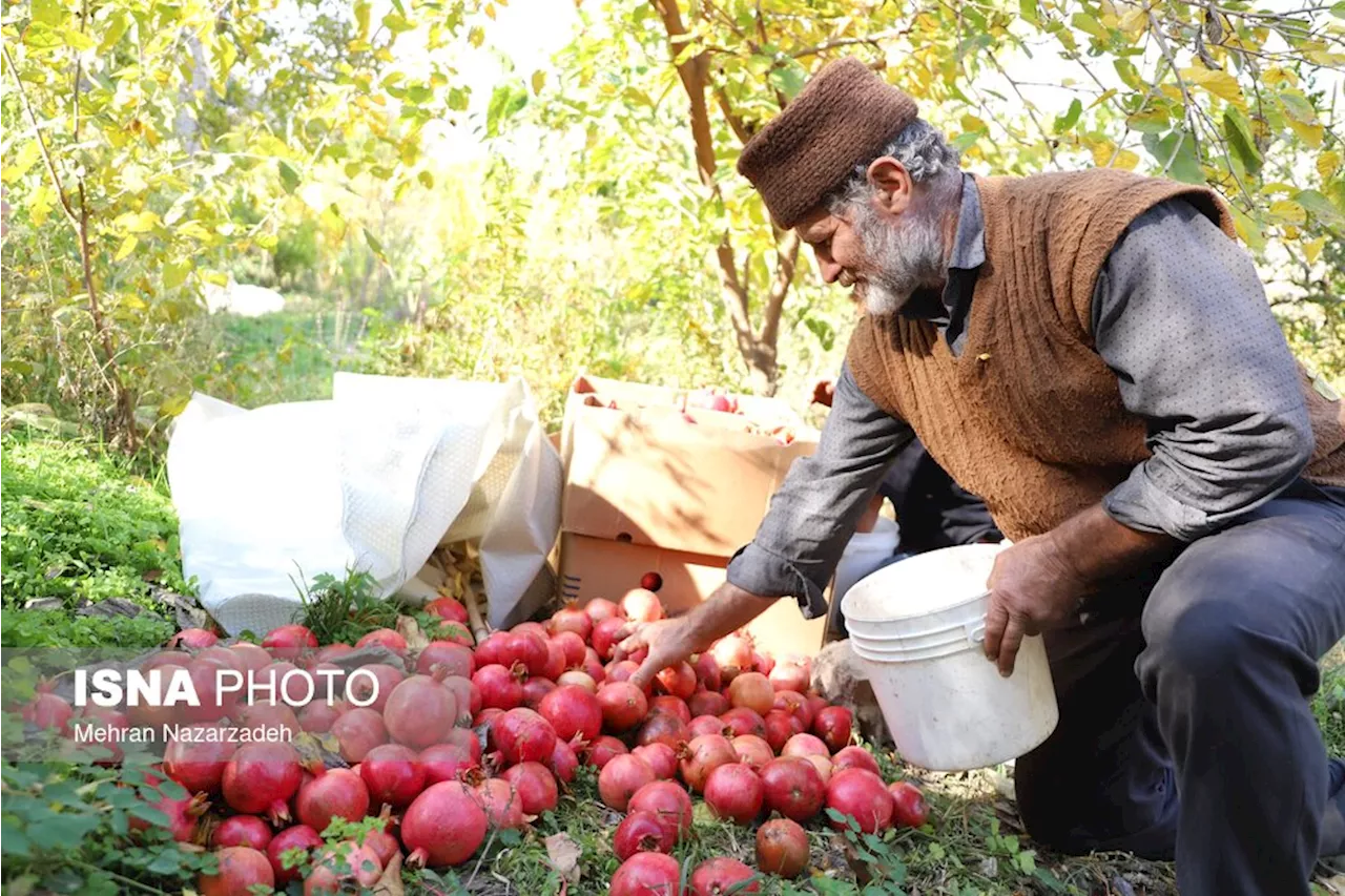 برگزاری شکرانه در انارستان‌های آرادان