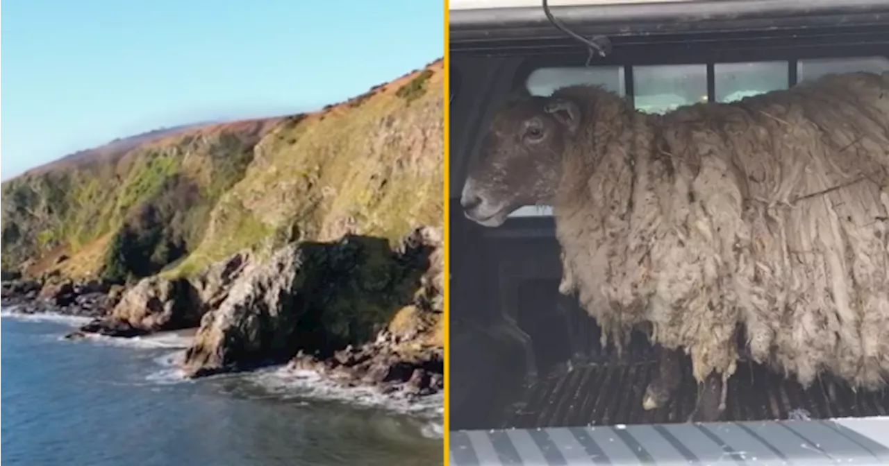 'Loneliest sheep' Fiona rescued after being stranded for two years