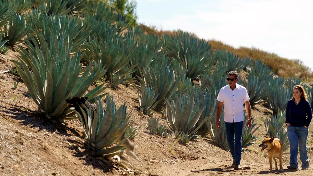 Californians bet farming agave for spirits holds key to weathering drought and groundwater limits