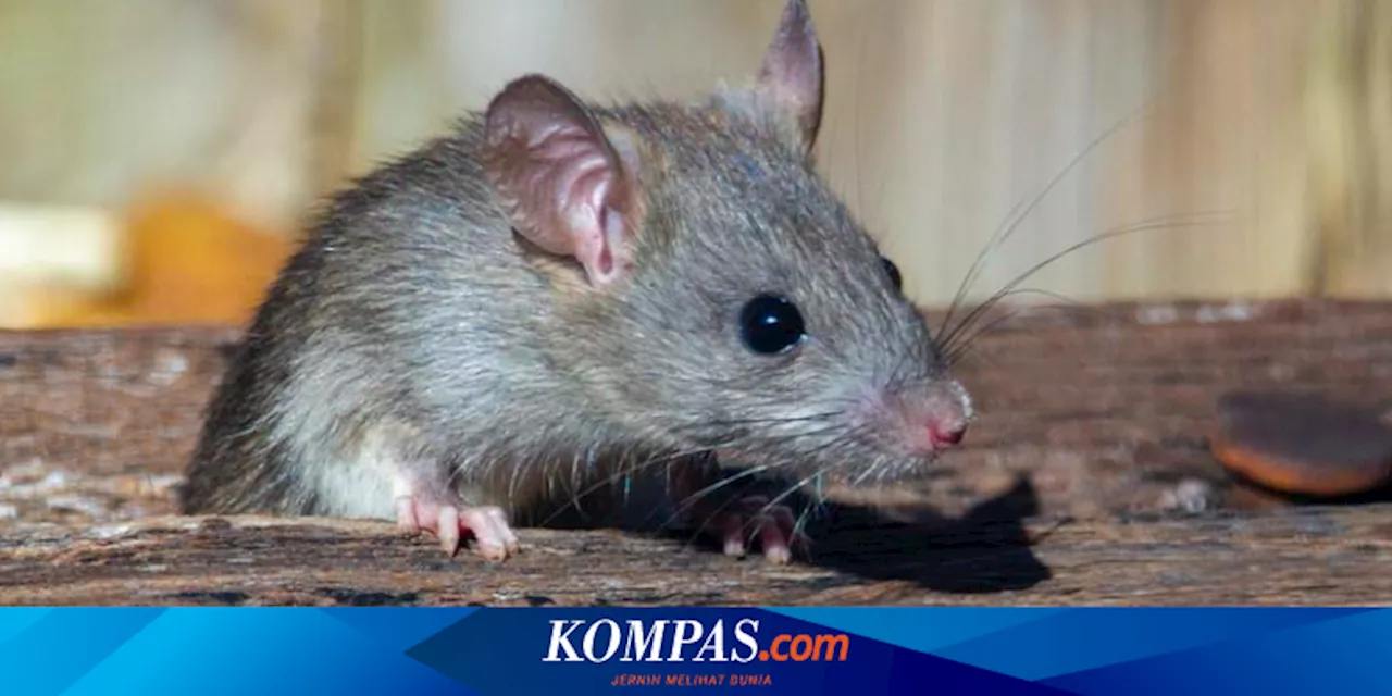 7 Cara Mengusir Tikus di Plafon