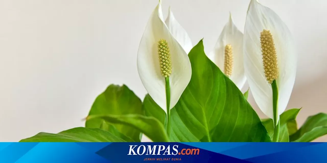 8 Penyebab Daun Peace Lily Menguning dan Cara Mengatasinya