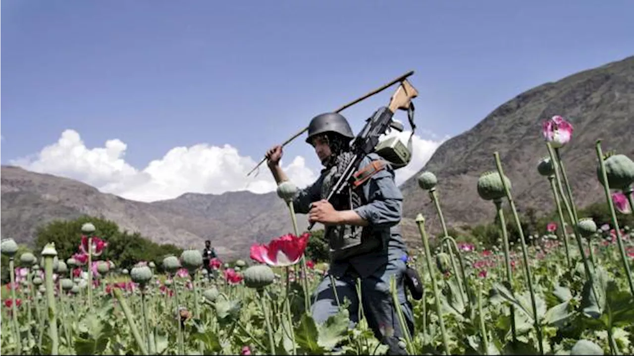 Taliban Larang Kultivasi Bunga Opium, Petani Afghanistan Diperkirakan Rugi Rp15,59 Triliun