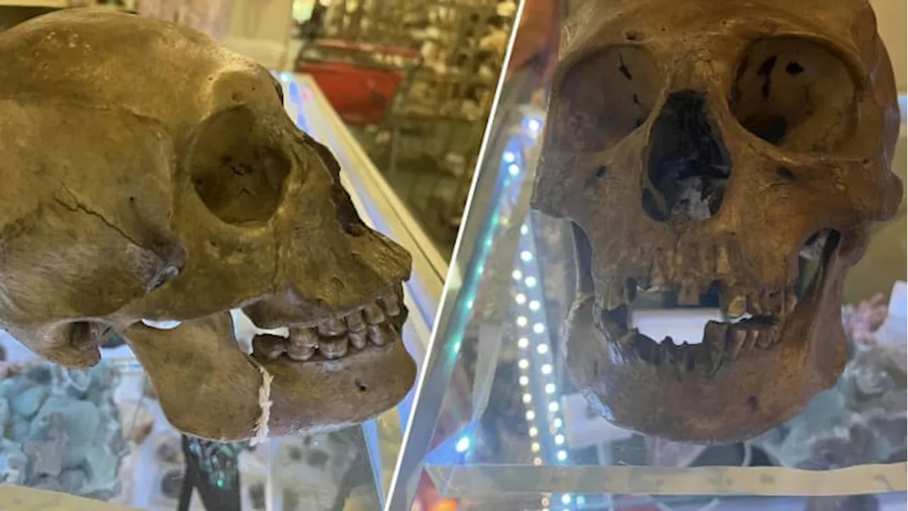 Human skull found in Halloween section of thrift store, Florida sheriff says