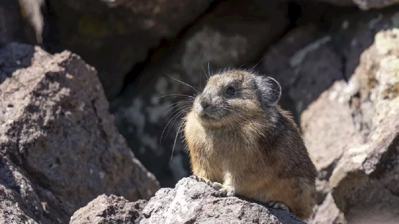 Surveying rock rabbits: Why should southern Utahns care about this attitudinal species?