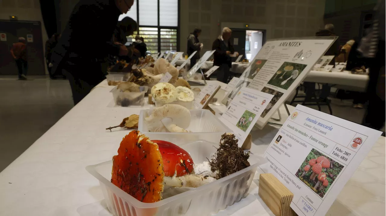 Les Milles : à l'occasion du Salon des champignons, les experts sensibilisent aux intoxications