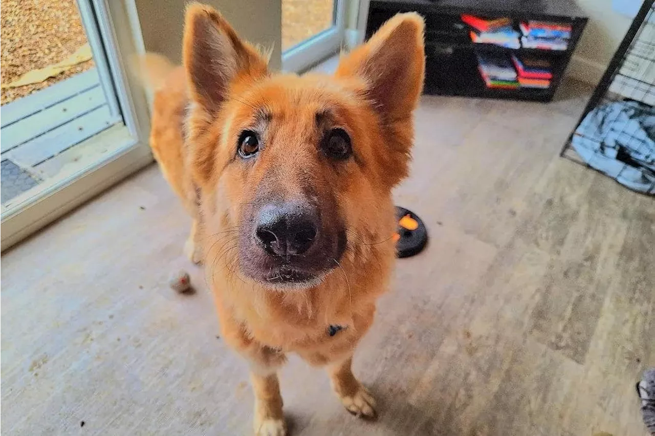 20 cute cats and dogs available for adoption from RSPCA Leeds including tragically abandoned German Shepherd