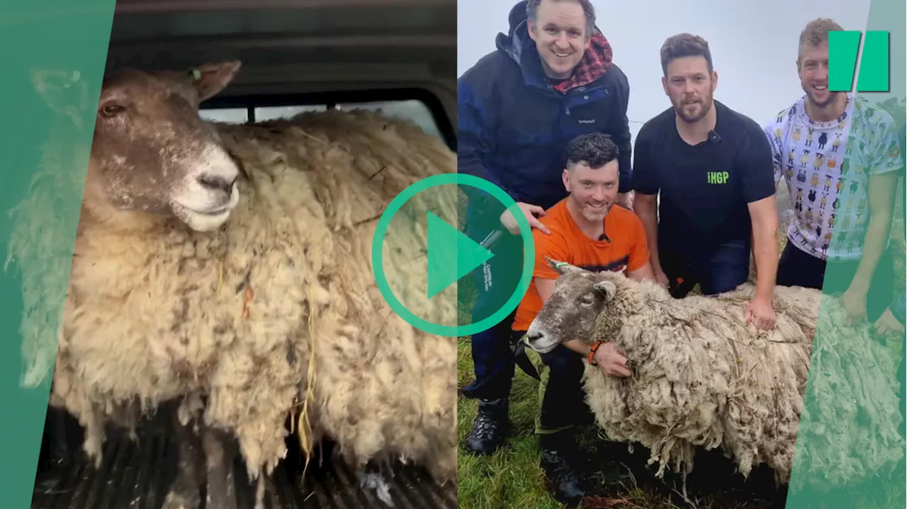 Royaume-Uni : le mouton le plus isolé du pays secouru par des fermiers, un sauvetage controversé