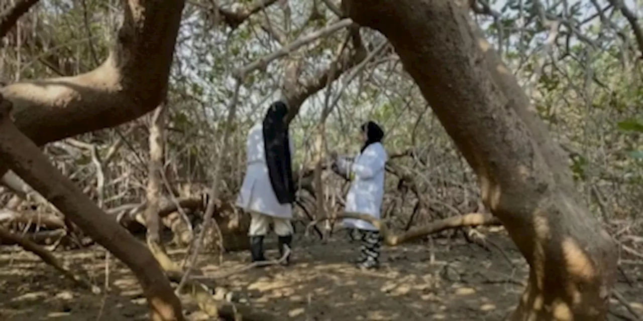 Oman revives CO2-busting mangroves as climate threat lurks