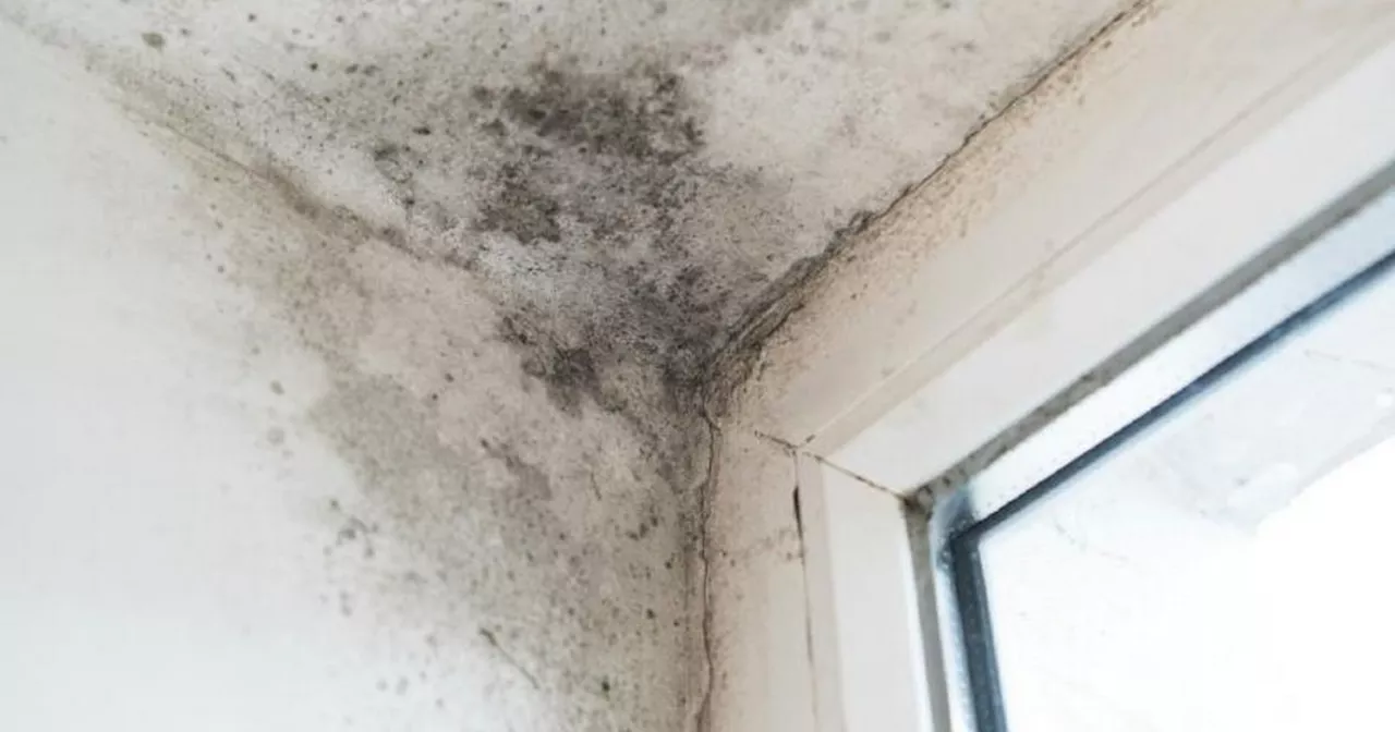 Damp and mould in thousands of homes to be dealt with thanks to £15m funding