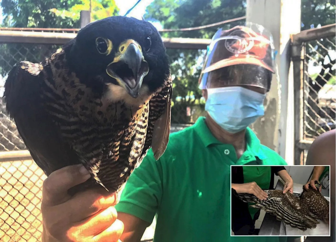 DENR to upgrade wildlife rescue center - Manila Standard