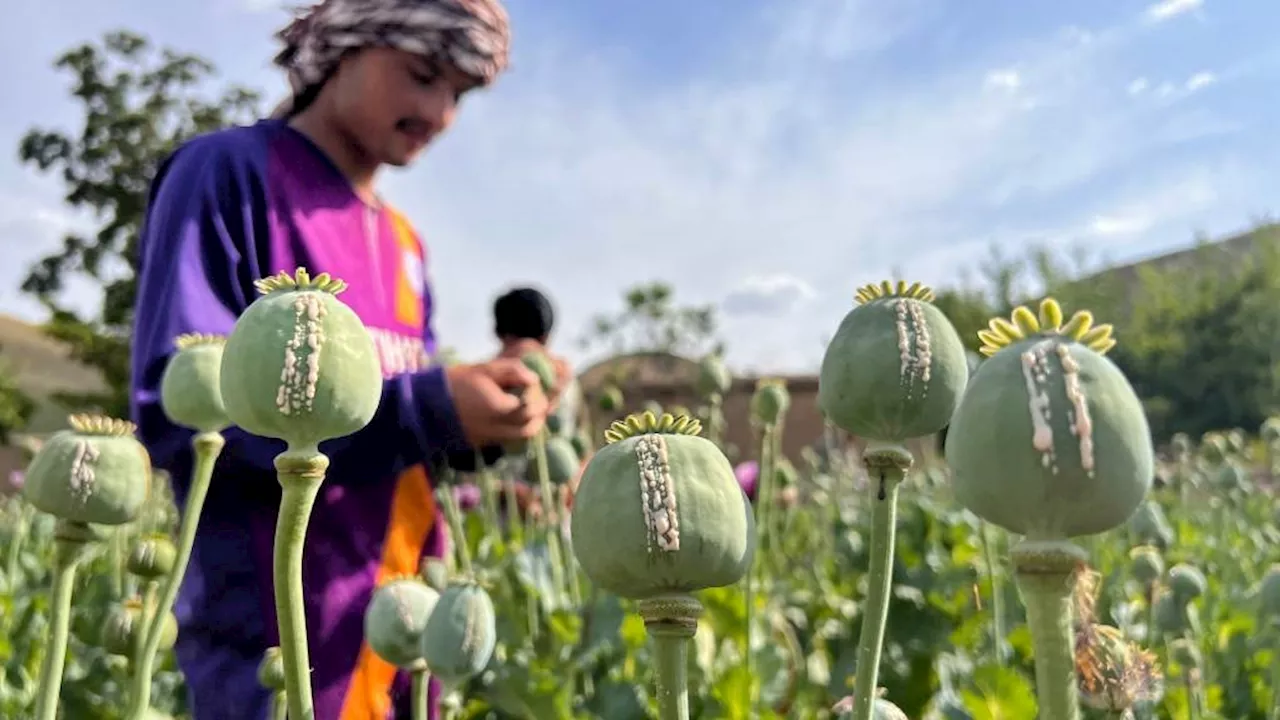 The poppy crumbles: Afghanistan opium supply plummets 95% after Taliban ban, says