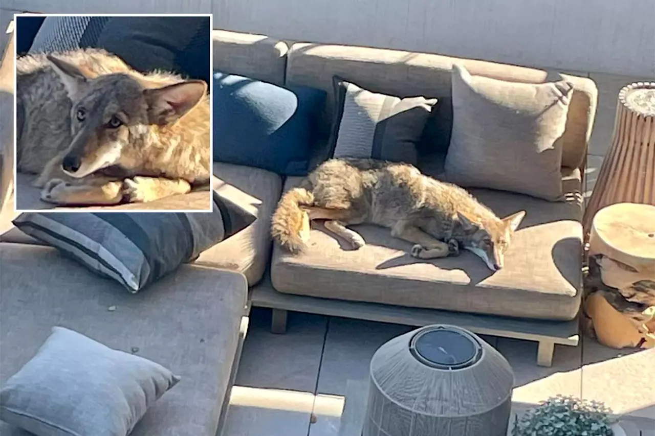 Napping coyote reluctantly leaves perfect sunbathing spot on San Francisco patio