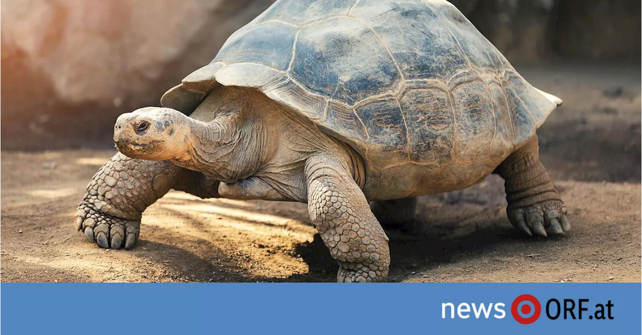 „Architekten“: Schildkröten trampeln sich Natur zurück