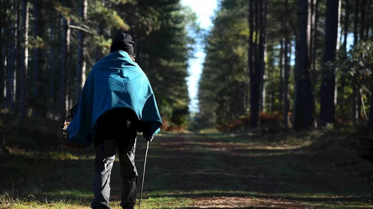 Balade, chasse, champignons : prudence dans les forêts après les tempêtes Ciaran et Domingos