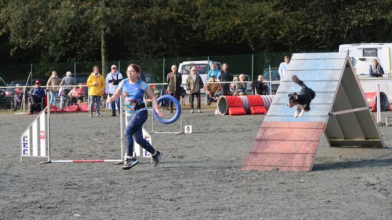 Cholet. De l’école des chiots à l’agility, il n’y a qu’une patte