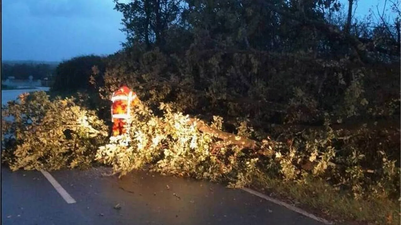 Tempête Domingos : 302 interventions des pompiers en Vendée, des arbres couchés sur les routes