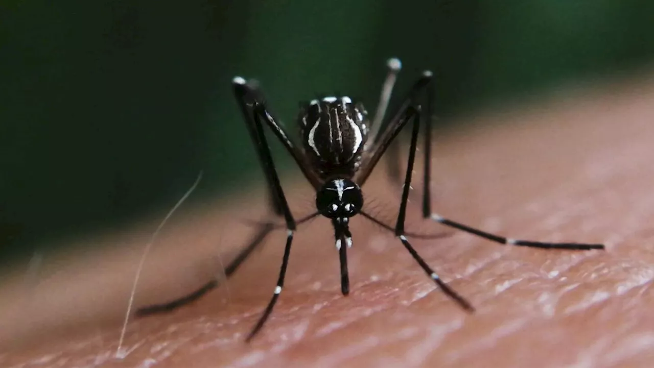 Esta es la colonia que más ha presentado casos de dengue en Celaya