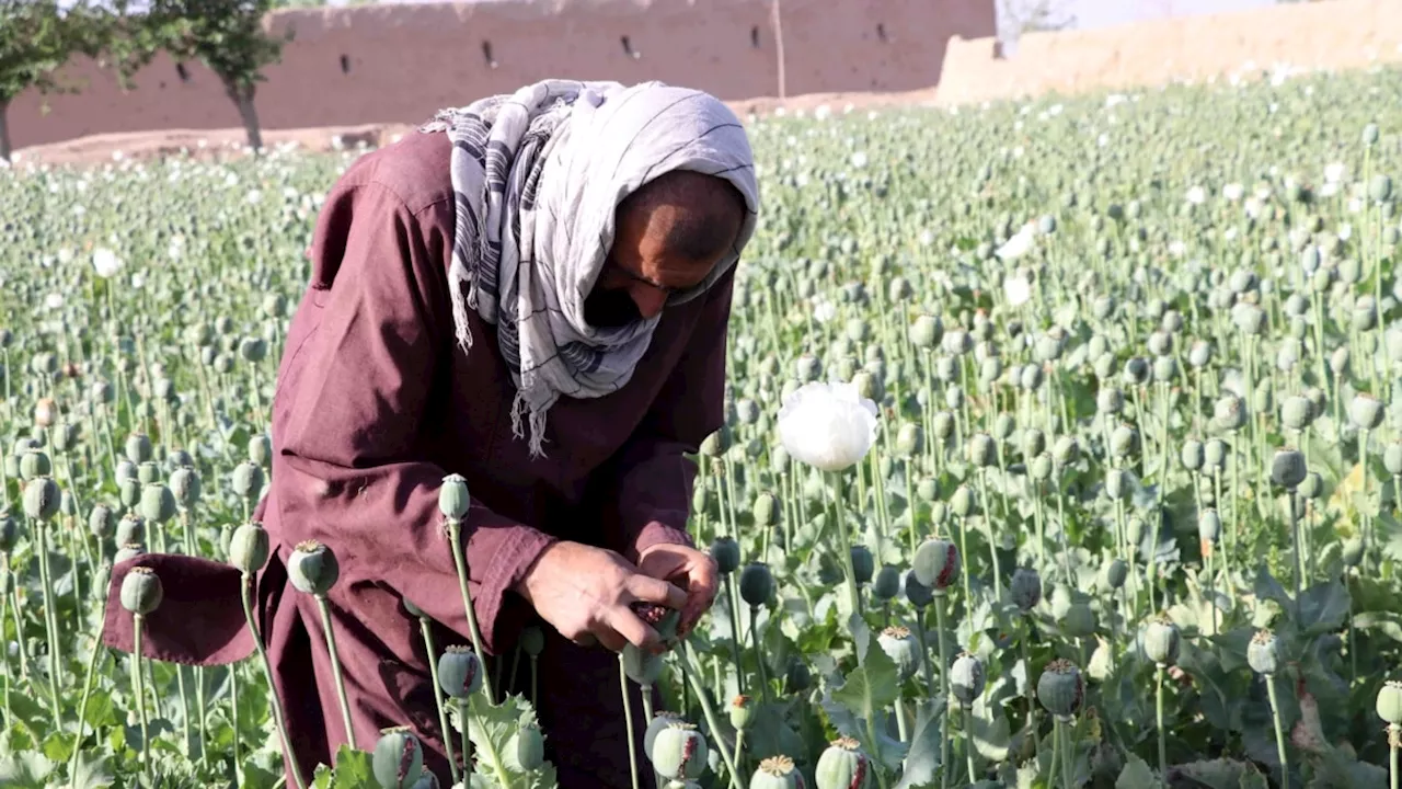 سازمان ملل از کاهش ۹۵ درصدی کاشت خشخاش در افغانستان خبر داد