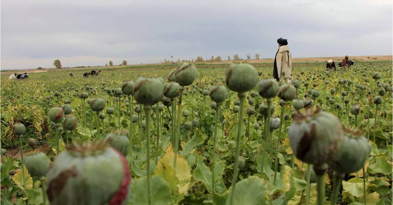 Afghanistan opium poppy supply plummets 95% after Taliban ban