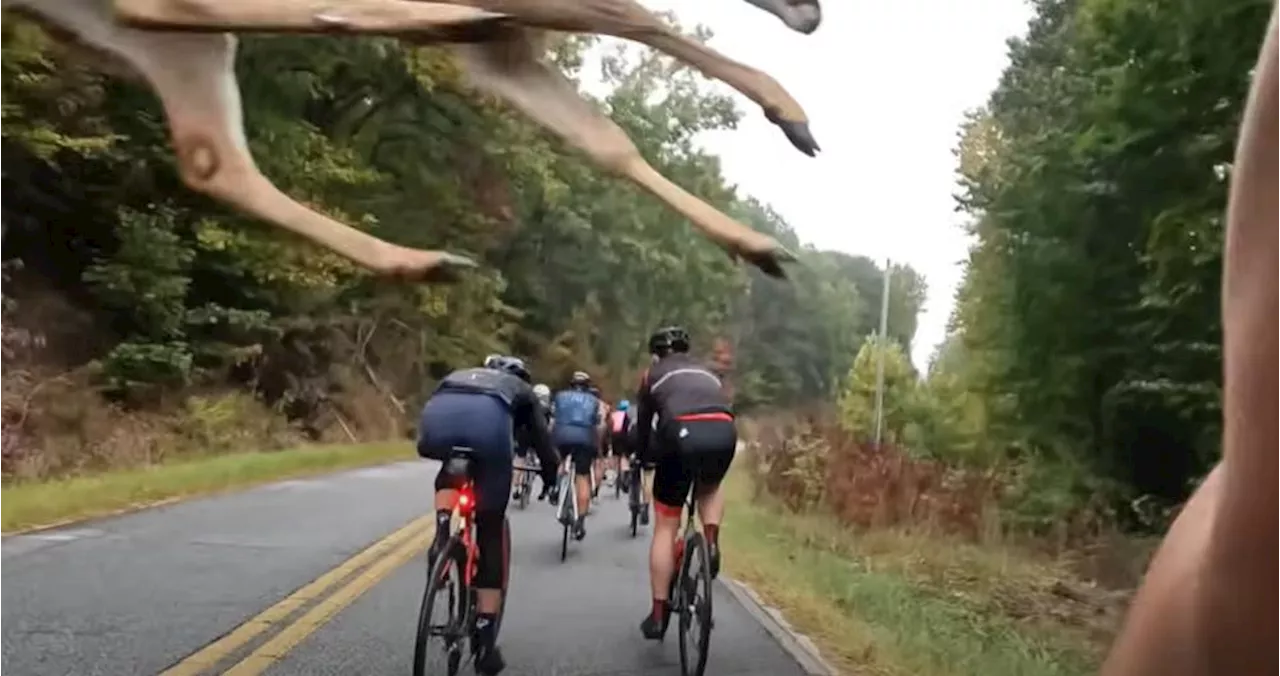 Deer Miss of the Day: Startled deer jumps over group of cyclists during gran fondo