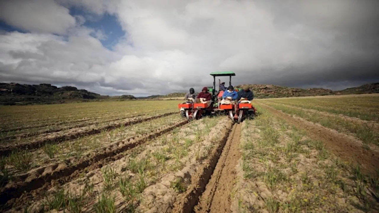 Limpopo's Tshivhase Tea Estate in dire situation - SABC News - Breaking news, special reports, world,