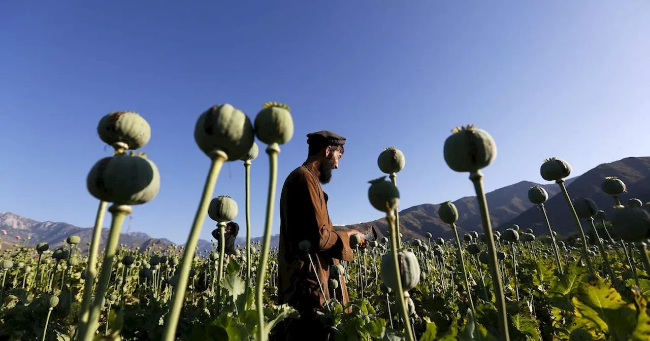 Afghanistan opium poppy supply plummets 95% after Taliban ban