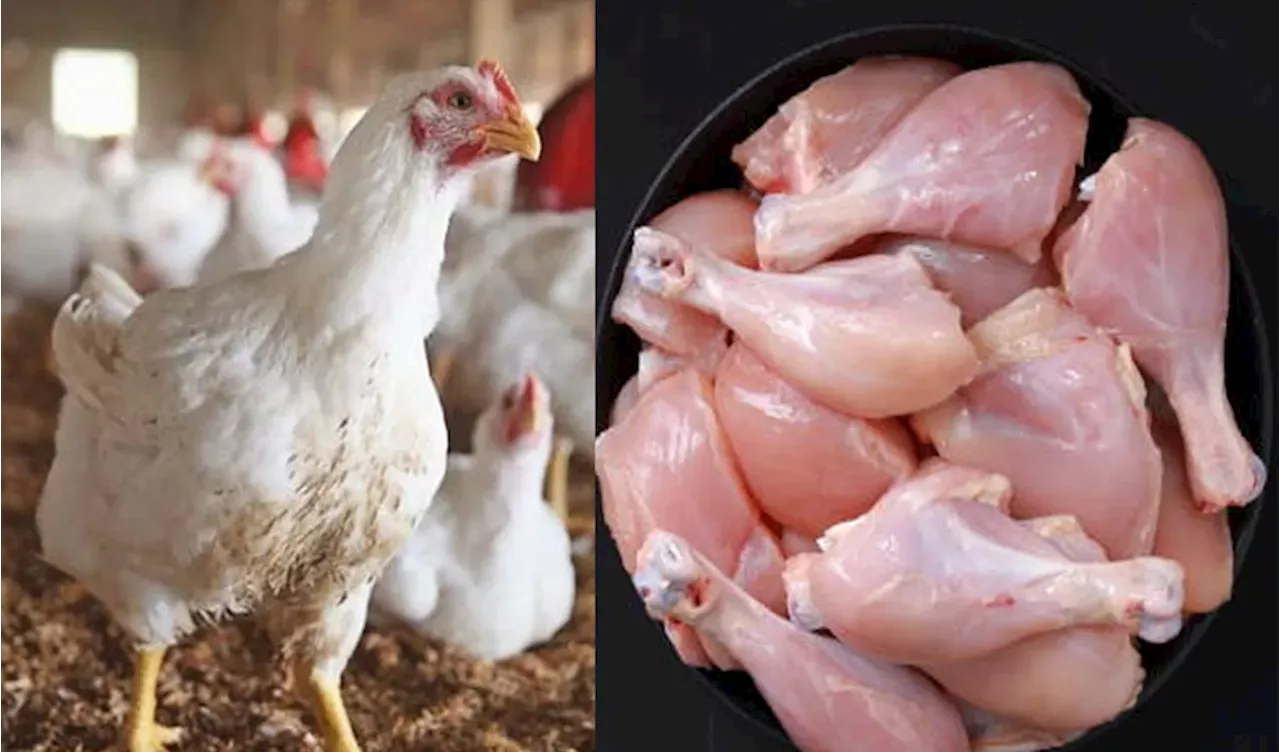 Poultry price surge hits Peshawar markets