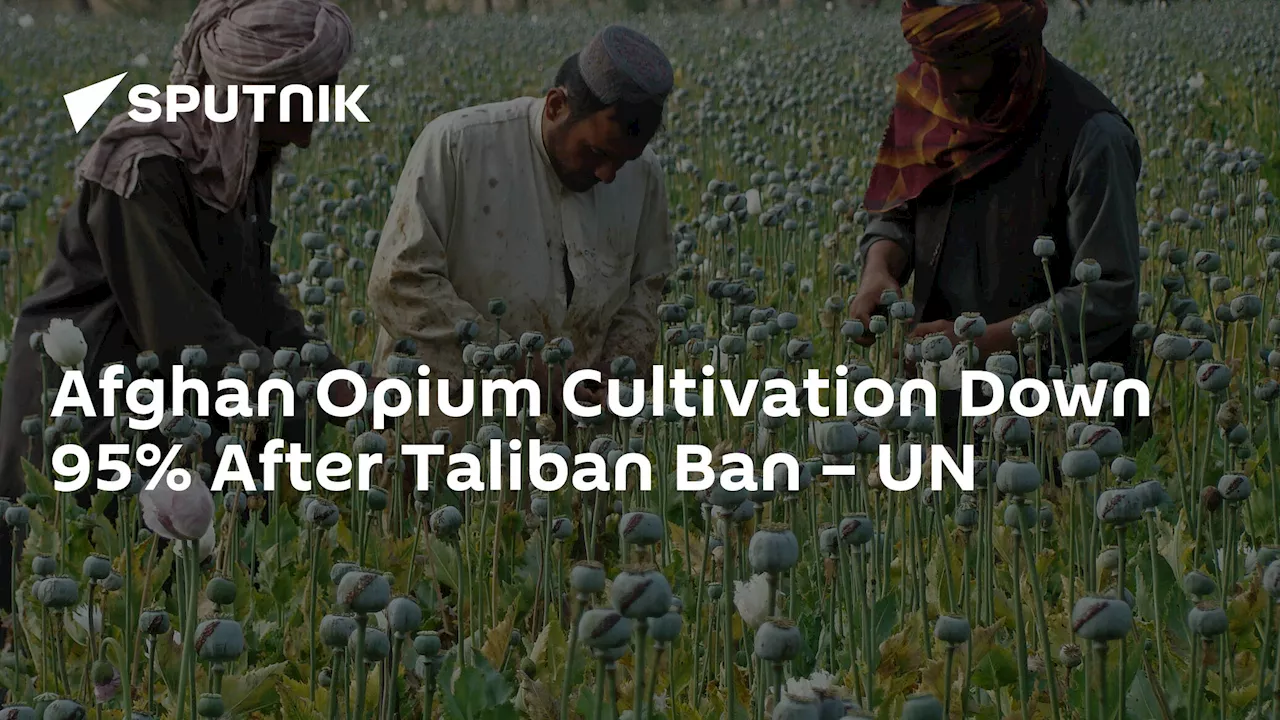 Afghan Opium Cultivation Down 95% After Taliban Ban