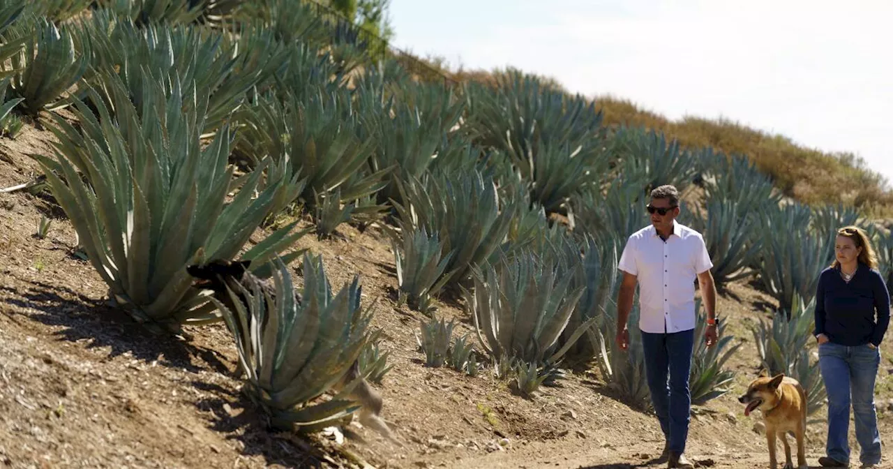 Californians bet farming agave for spirits holds key to weathering drought and groundwater limits