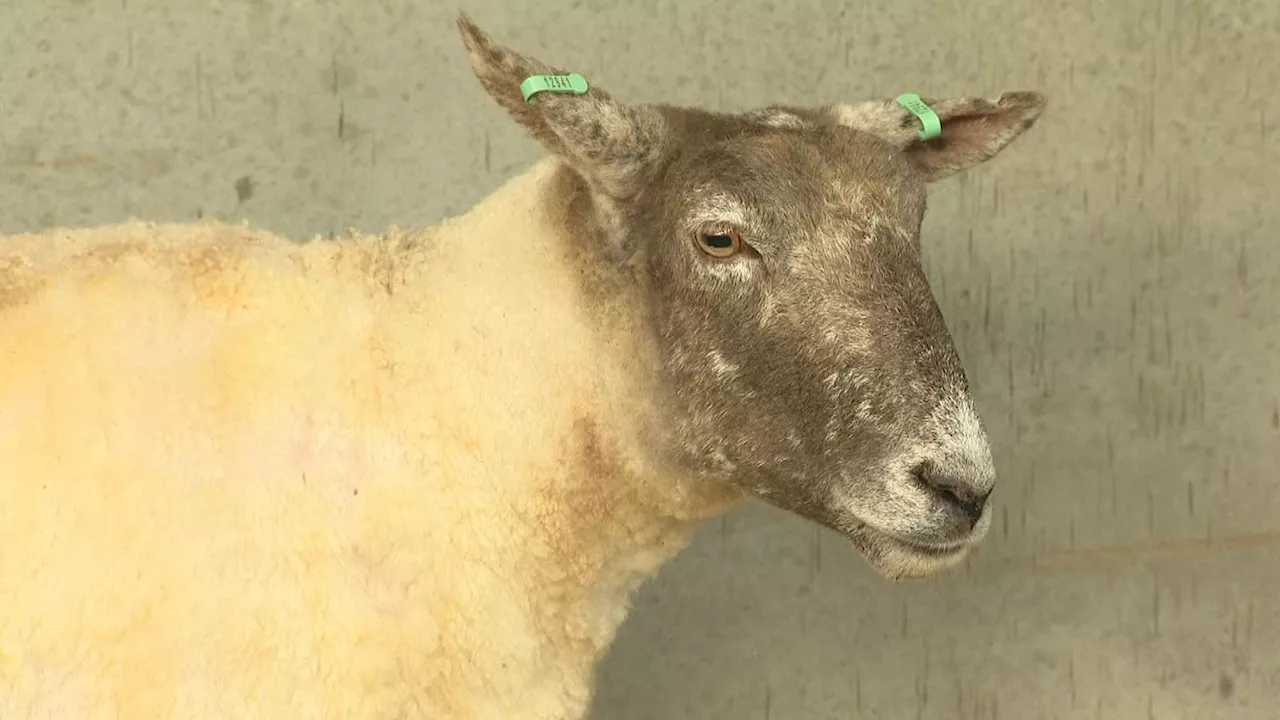 Britain's loneliest sheep in 'life or death situation' before being rescued