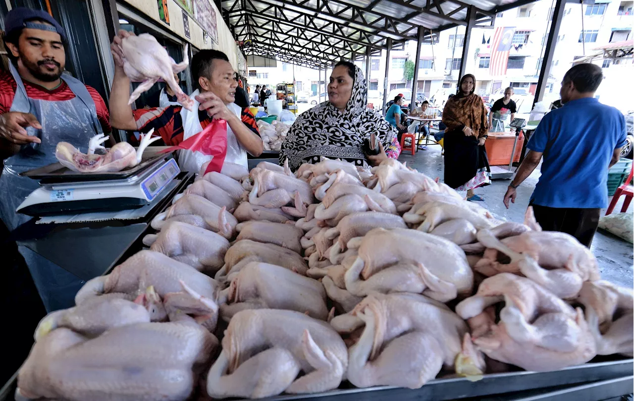 Harga makanan penentu harga ayam